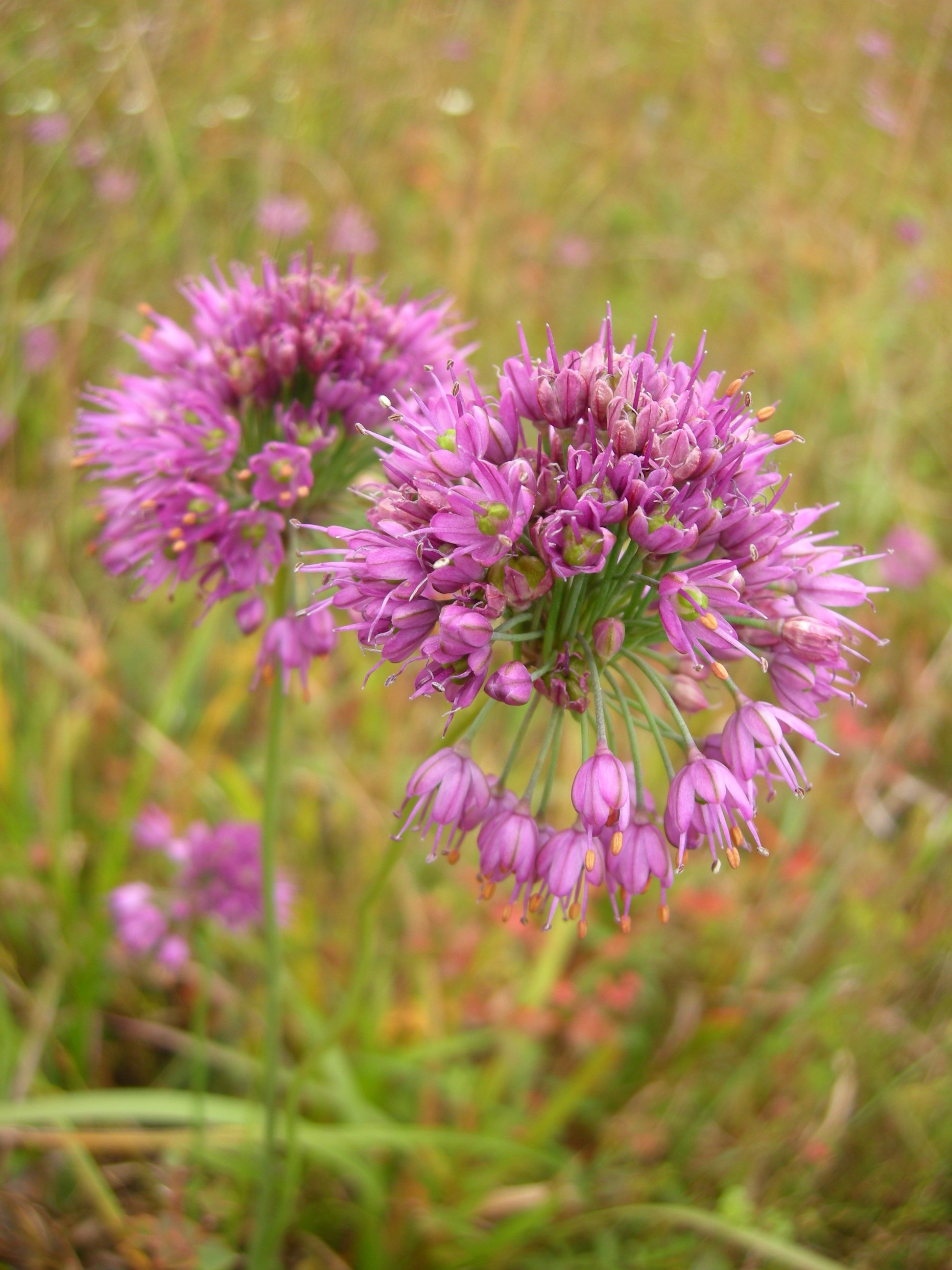 20．《ヤマラッキョウ（山辣韭）》 | ニッセイ緑の財団ニュース